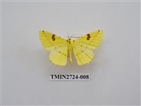 藏品(尺蛾278)的圖片